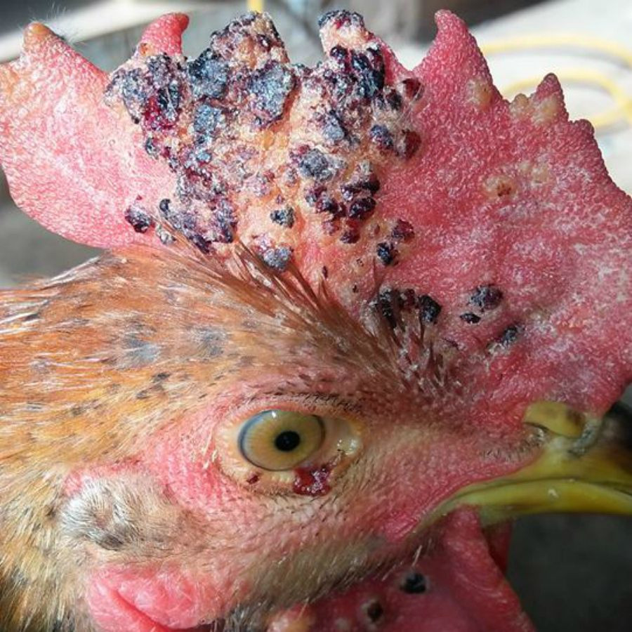 Tìm hiểu về bệnh thủy đậu ở gà và cách chữa trị hiệu quả